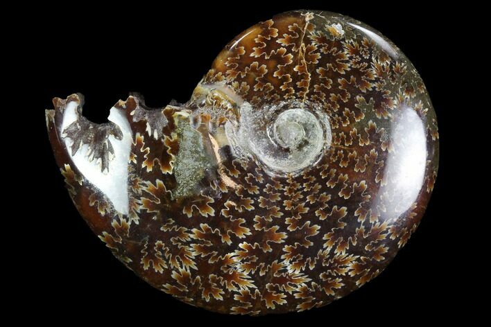 Polished, Agatized Ammonite (Cleoniceras) - Madagascar #97282